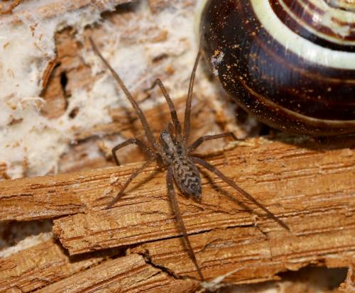 Eratigena sp.